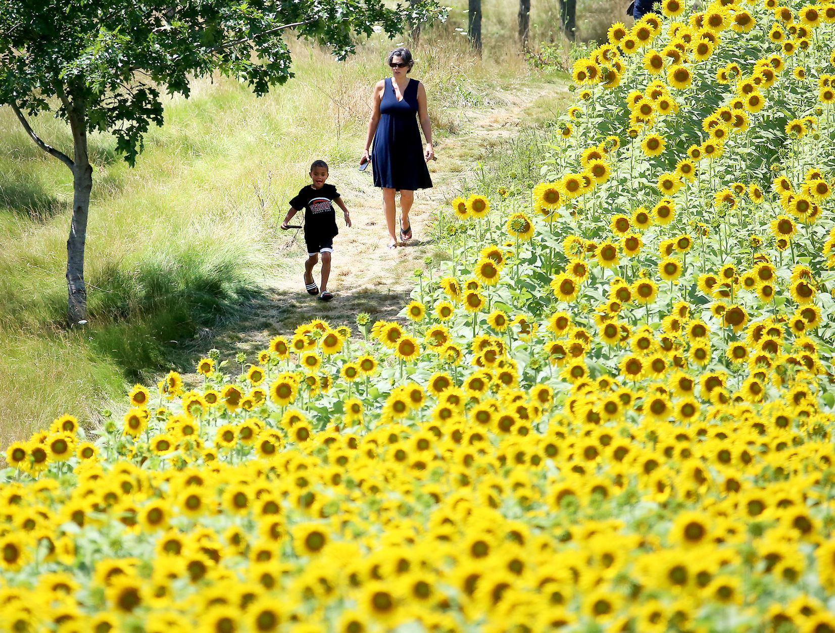 2016 Sunflower Days